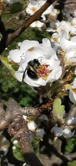 Andrena danuvia