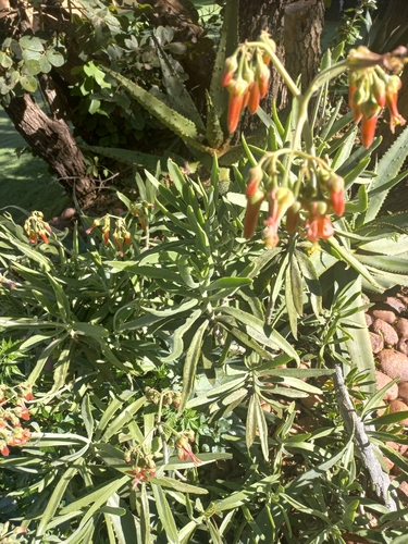 Cotyledon barbeyi