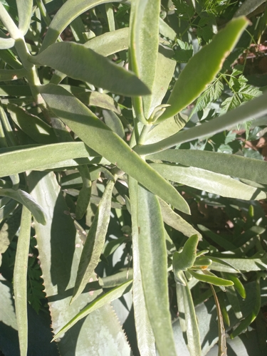 Cotyledon barbeyi