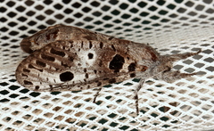 Sympycnodes digitata