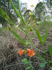 Lathyrus hierosolymitanus