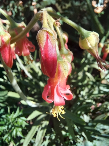 Cotyledon barbeyi