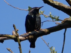 Sturnus vulgaris