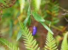 Billardiera macrantha