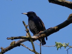 Sturnus vulgaris