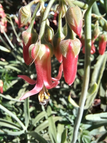 Cotyledon barbeyi