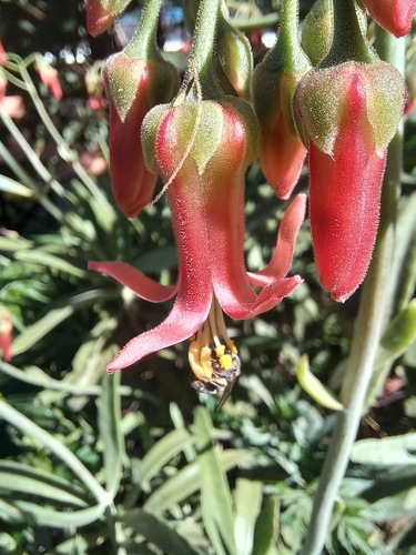 Cotyledon barbeyi