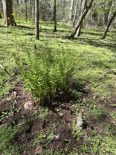 Dryopteris ludoviciana, 2026-03-17
