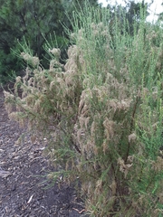 Cassinia arcuata