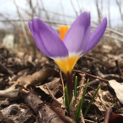 Crocus sublimis