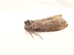 Discophlebia celaena