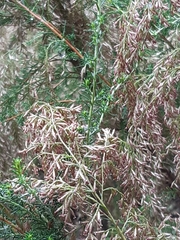 Cassinia arcuata