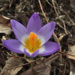 Crocus sublimis