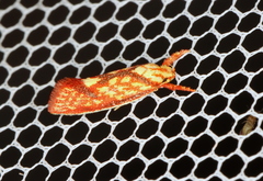 Crepidosceles chryserythra