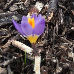 Crocus sublimis