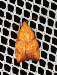 Pycnozancla acribes