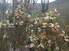 Erica viscaria pendula