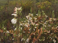 Erica viscaria pendula