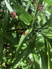 Aspidimorpha westwoodi