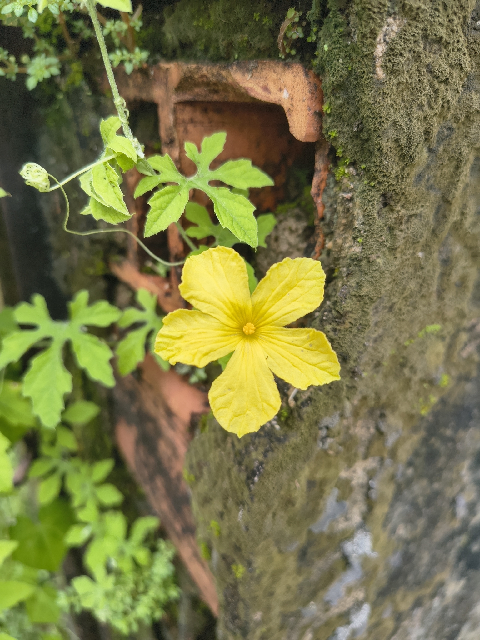 Momordica charantia
