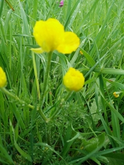 Ranunculus millefolius
