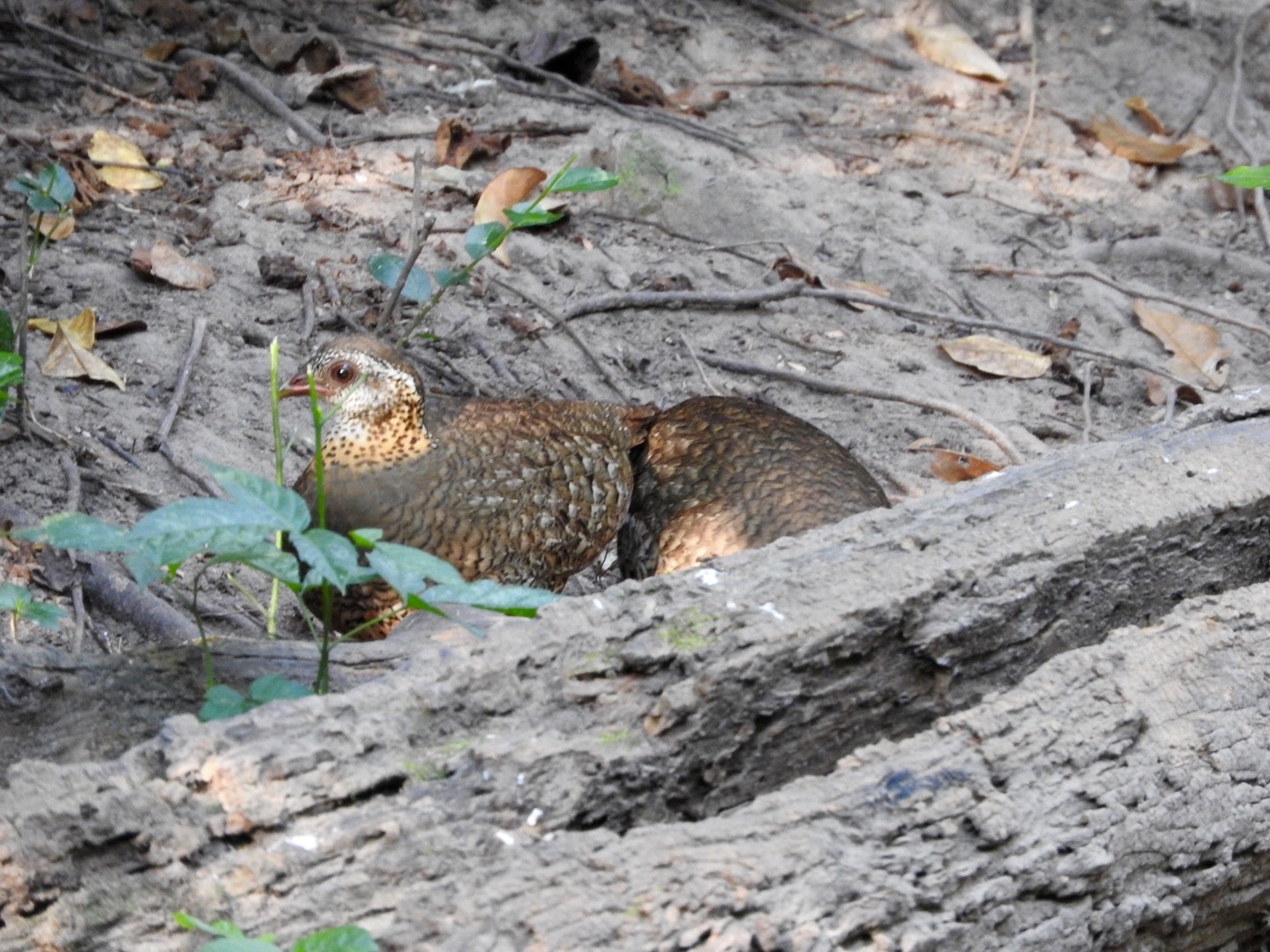 Green-legged Partridge