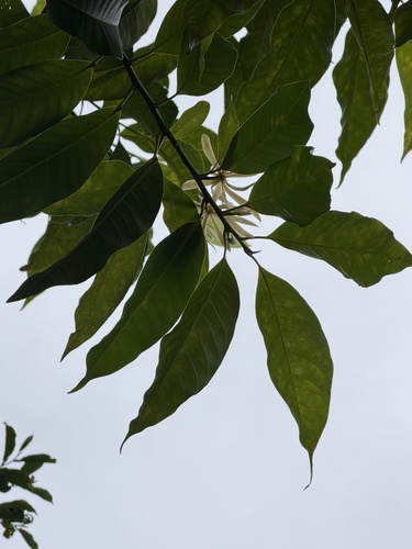 Magnolia alba observed 2026-05-10