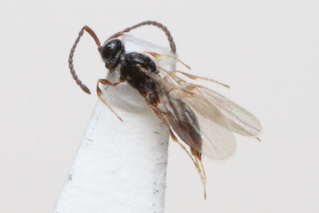 Synacra sociabilis