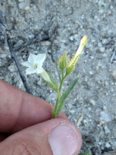 Image of Nicotiana clevelandii by (c) Ken-ichi Ueda, some rights reserved (CC BY)
