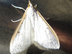 Palpita nigropunctalis