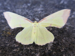 Corymica pryeri