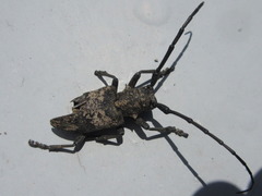 Lamiomimus gottschei