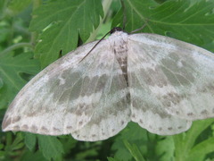 Cyclidia substigmaria