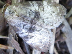 Bryophilina mollicula