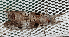 Sympycnodes digitata