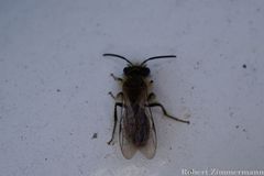 Andrena