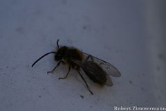 Andrena