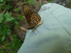Acraea pseudegina