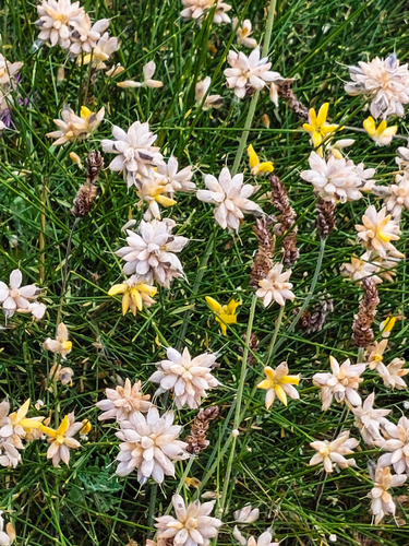 Avistamiento Genista umbellata