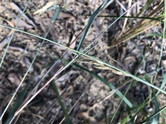 Eragrostis interrupta