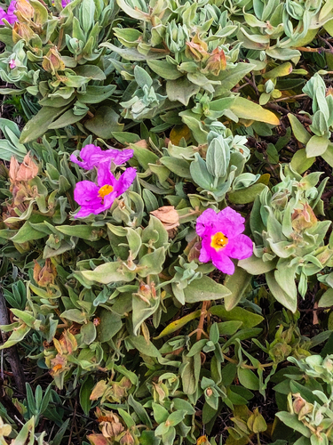 Avistamiento Cistus albidus