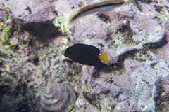 Ctenochaetus binotatus