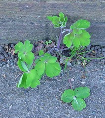 Aquilegia vulgaris
