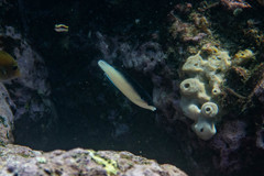 Anampses neoguinaicus