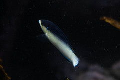 Anampses neoguinaicus
