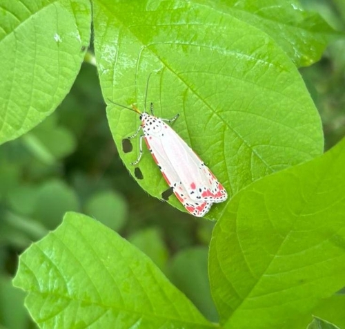 Ornate Bella Moth