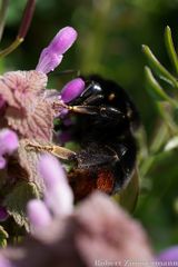 Bombus lapidarius