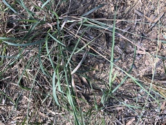 Eragrostis interrupta