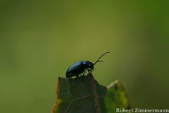 Coleoptera
