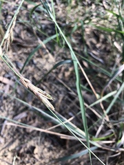 Eragrostis interrupta